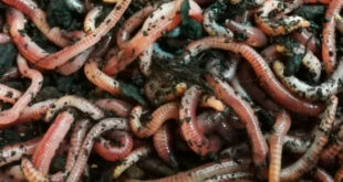 Как развести в домашних условиях червей для рыбалки: подходящие виды и уход за ними